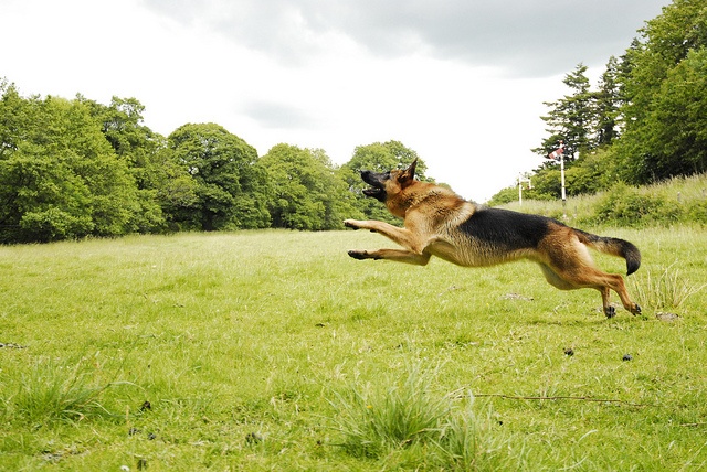 German shepherd in flight