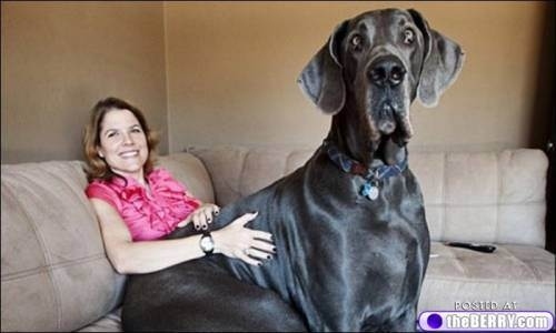 Giant George, relax on the couch