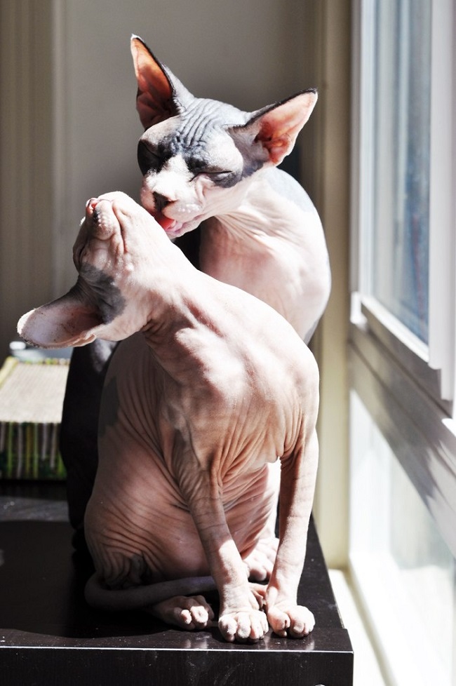 3 Signs that your Cat is Suffering from Dental Issues 19 3 Signs that your Cat is Suffering from Dental Issues 16