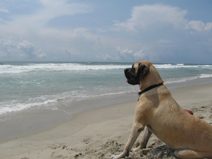 Mastiff on beach