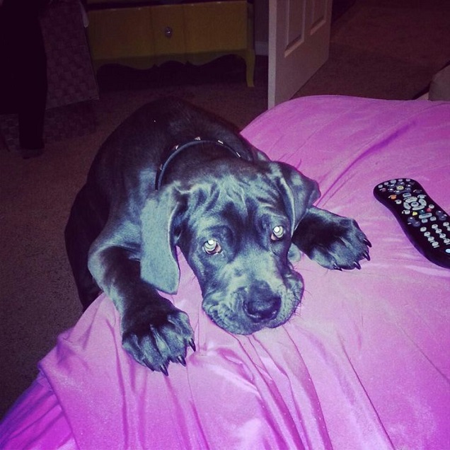 Neapolitan Mastiff begging