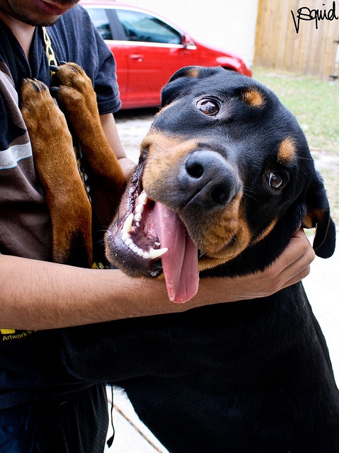Rottweiler happy dog