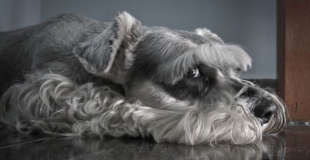 17 Things All Schnauzer Owners Must Never Forget 82 17 Things All Schnauzer Owners Must Never Forget 8