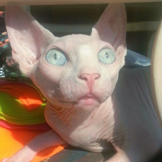 Sphynx cat, bird watching