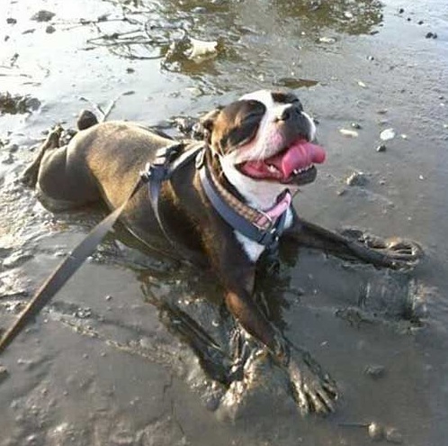 Staffordshire Bull Terrier muddy