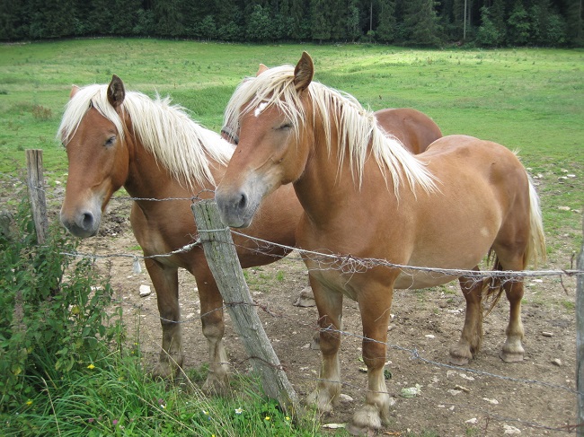 The Comtois horses