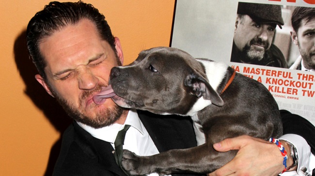 Tom Hardy pit bull lick love