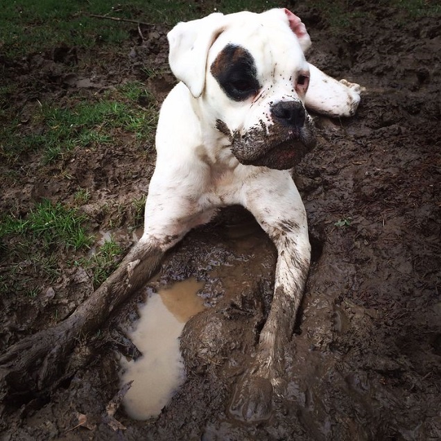 16 Reasons Boxers Are Not The Friendly Dogs Everyone Says They Are 12 White Boxer dog enjoying mud bath