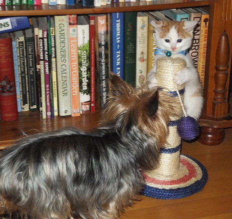Yorkshire Terrier and cat