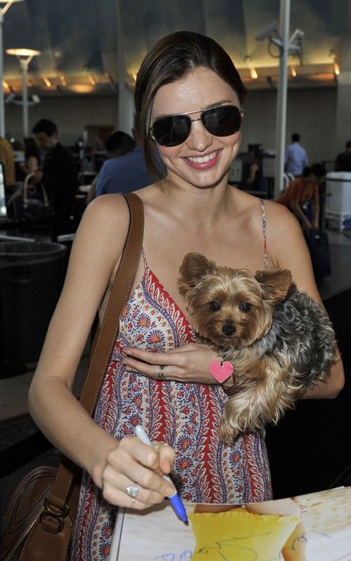 Yorkshire Terrier celebrity