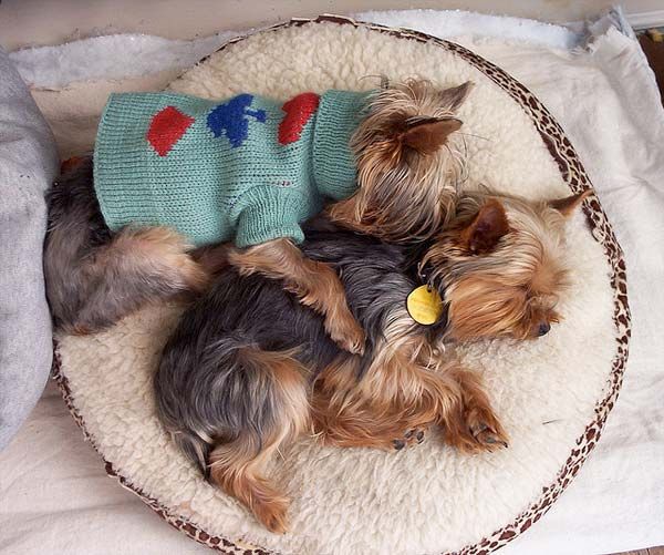 Yorkshire Terrier dogs sleeping