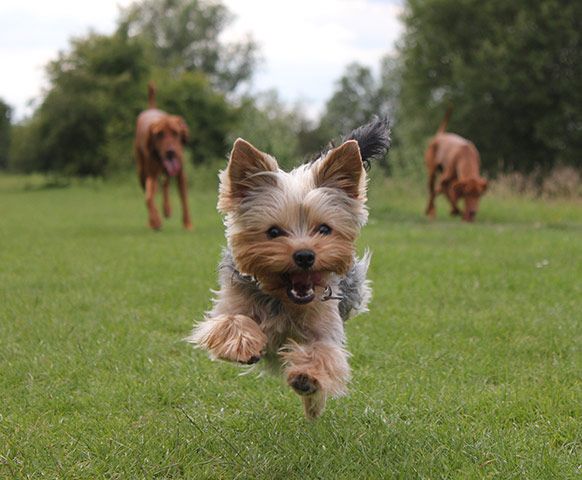 Yorkshire Terrier fly