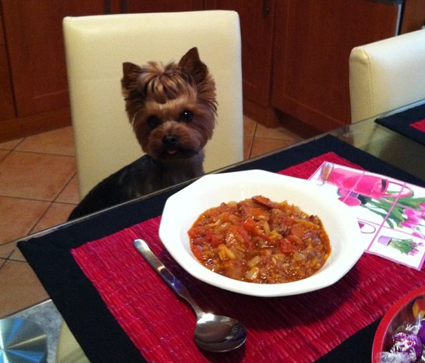 Yorkshire Terrier hungry
