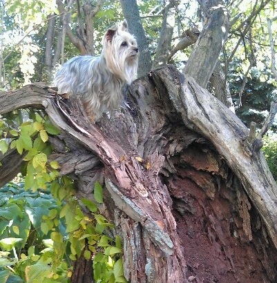Yorkshire Terrier on tree