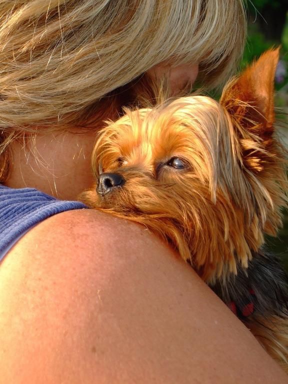Yorkshire Terrier owner
