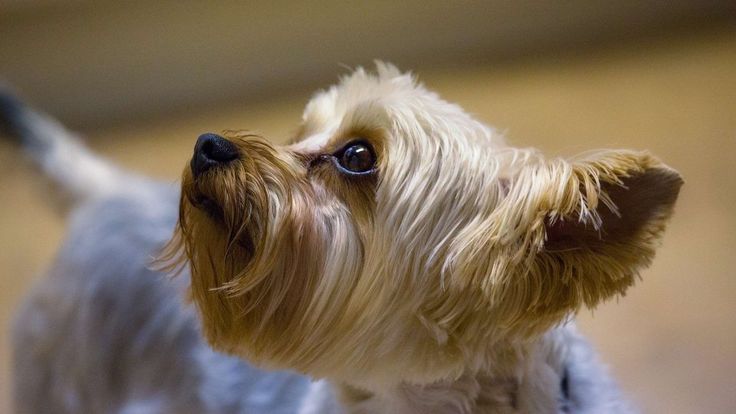 Yorkshire Terrier watching