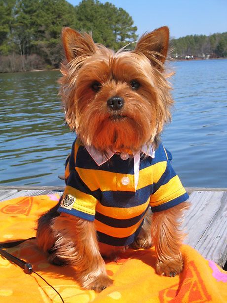 14 Signs You Are A Crazy Yorkshire Terrier Person 11 Yorkshire Terrier weekend