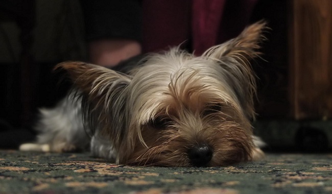 Yorkshire Terriers rest