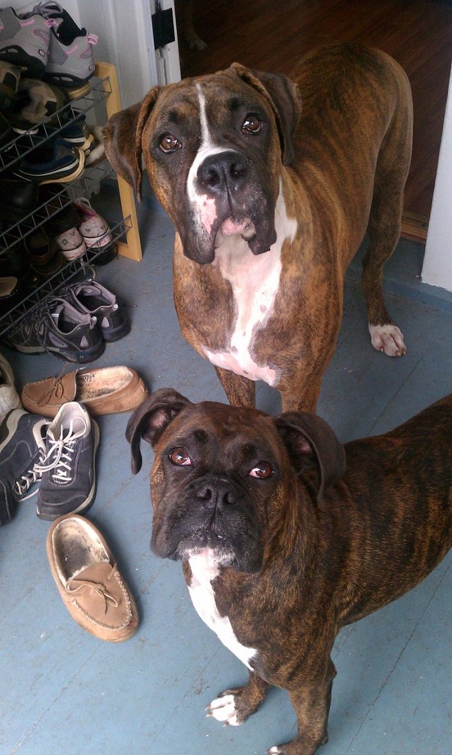 12 Things You Do That Are Unintentionally Breaking Your Boxer Dog’s Heart