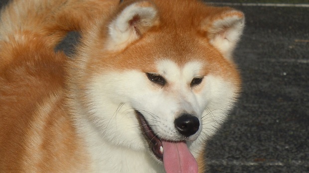 amazing dog akita inu