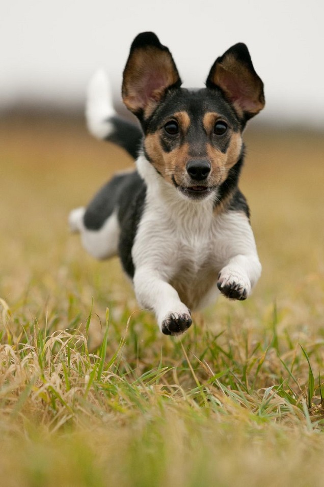 amazing jack russell pics