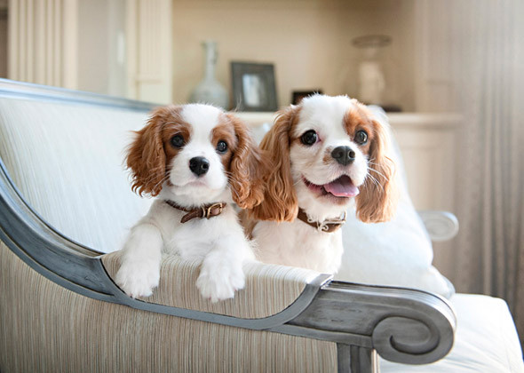amazing king spaniels