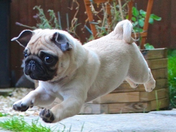 12 Pugs Totally Defying The Laws Of Physics 3 amazing pug run dog