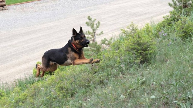 amazing running german shepherd
