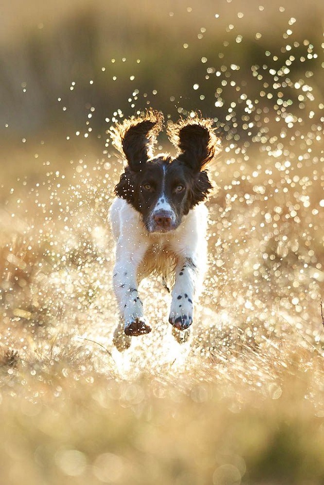 12 Springer Spaniels Totally Defying The Laws Of Physics 9 amazing springer spaniel jump
