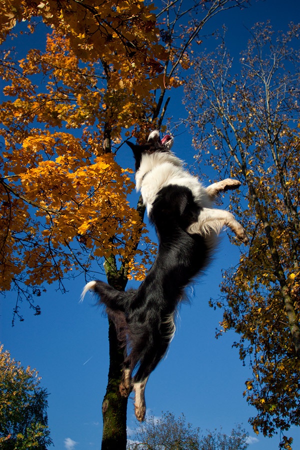 autumn flying border collie tree