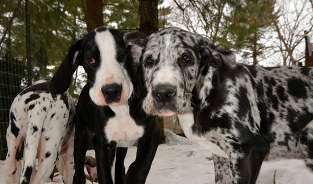 The 10 Worst Things About Having Great Danes 1