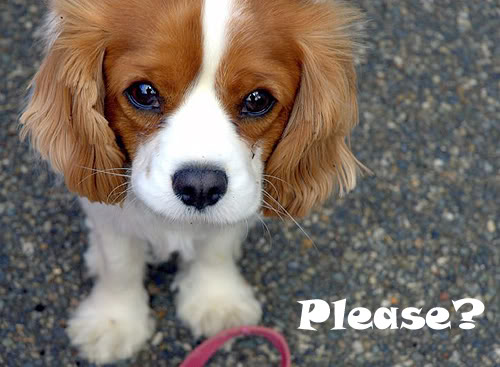 awesome king spaniel