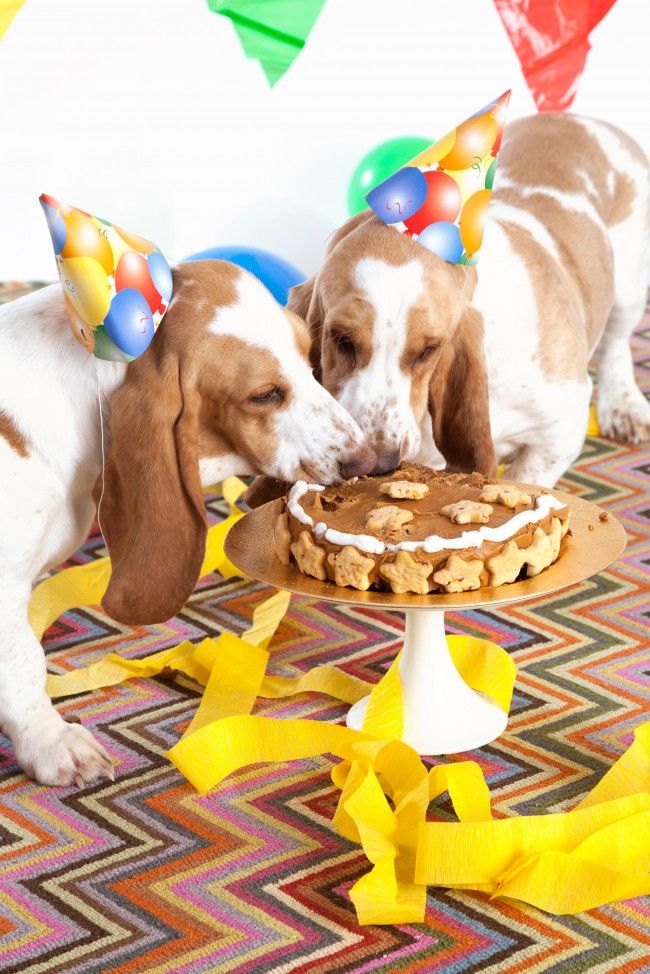 Top 10 Things Basset Hounds Don’t Like 3 basset hound eating cake