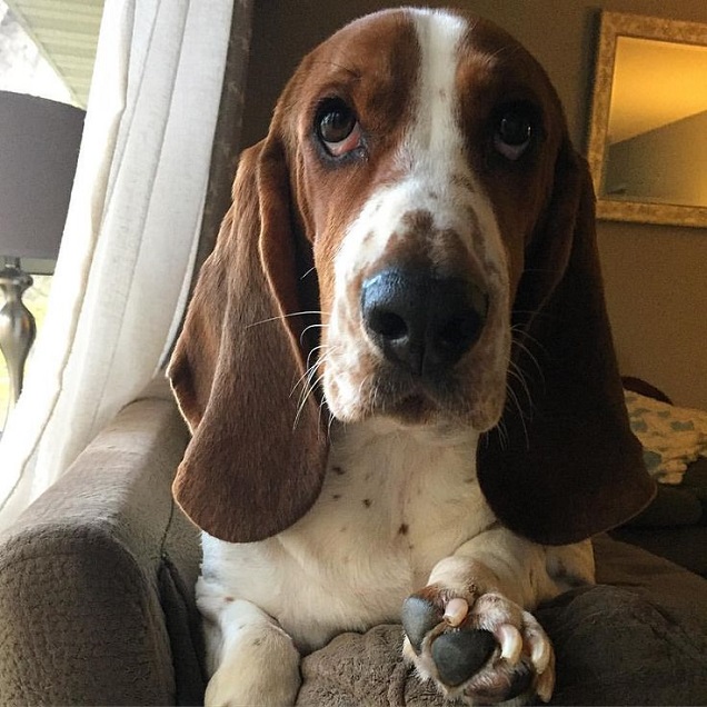 Top 10 Things Basset Hounds Don’t Like 8 basset hound listening