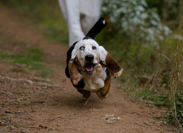 10 Basset Hounds Totally Defying The Laws Of Physics 5 basset hound run pics