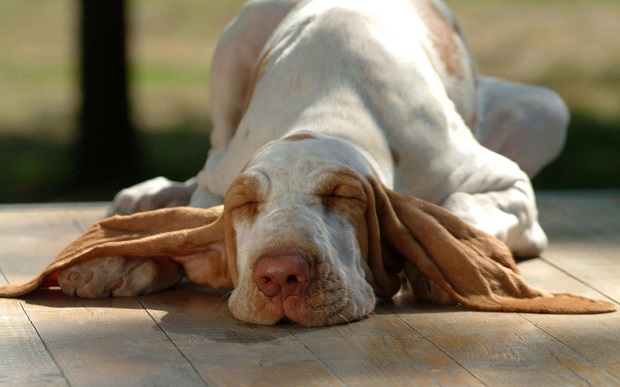 Top 10 Things Basset Hounds Don’t Like 4 Top 10 Things Basset Hounds Don’t Like 1
