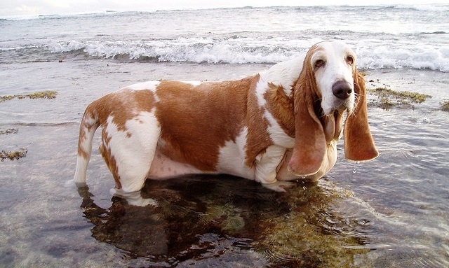 Top 10 Things Basset Hounds Don’t Like 3