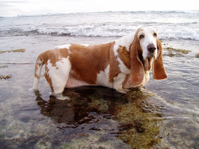 Top 10 Things Basset Hounds Don’t Like 2 basset hound water pics