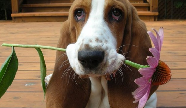 10 Basset Hounds Totally Defying The Laws Of Physics 43 10 Basset Hounds Totally Defying The Laws Of Physics 5