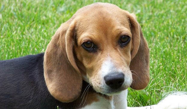 18 Things All Beagle Owners Must Never Forget 1 beagle photo face eyes pics