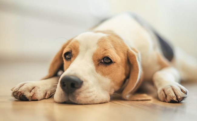 18 Things All Beagle Owners Must Never Forget 18 beagle photography face sad pics