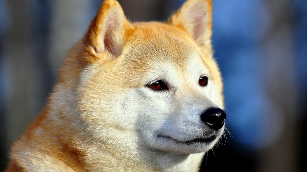 beautiful akita inu dog eyes