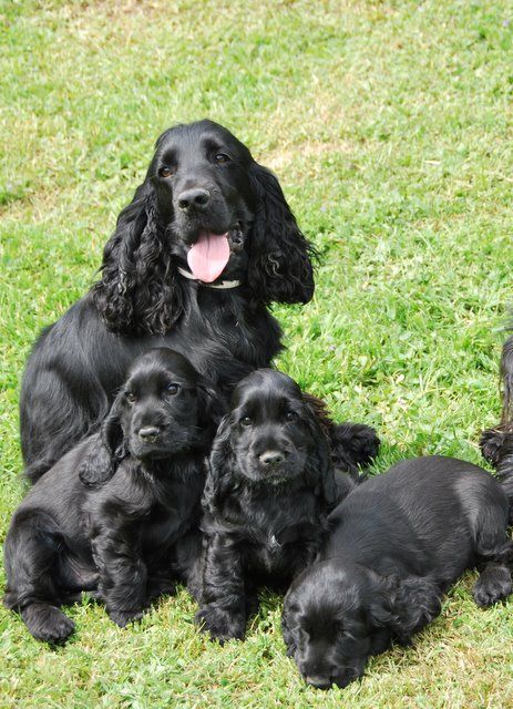 14 Signs You Are A Crazy Cocker Spaniel Person 12 beautiful cocker spaniels puppies