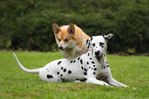 beautiful corgi photo dogs