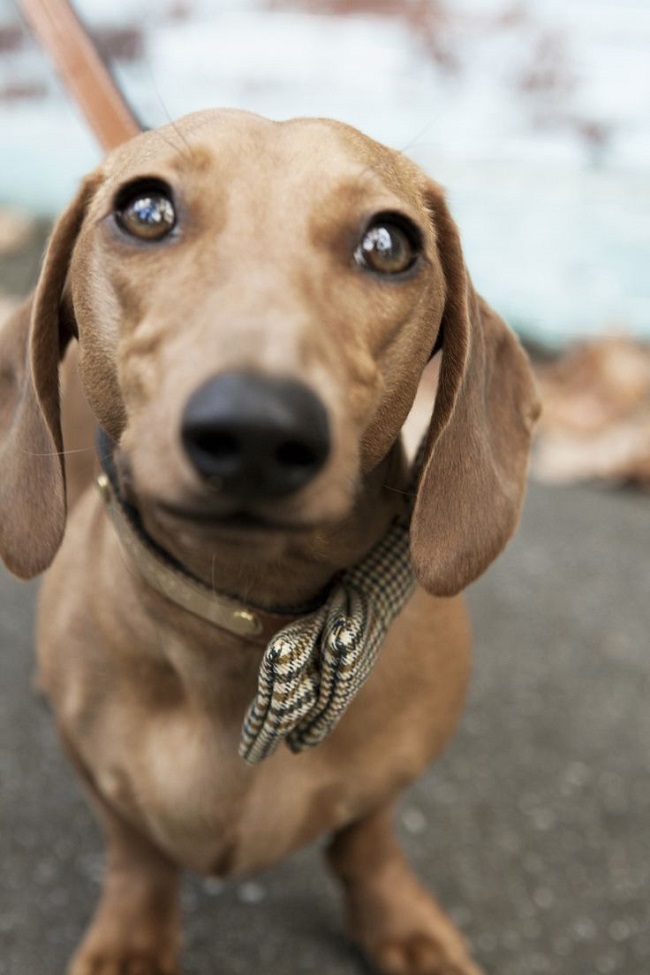17 Most Difficult Emotions Dachshunds Go Through That Their Owners Must Never Forget 4 beautiful doxie closeup pics