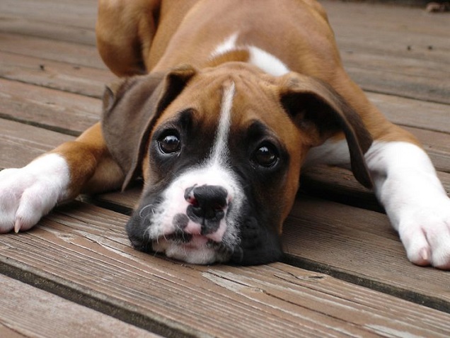 16 Reasons Boxers Are Not The Friendly Dogs Everyone Says They Are 6 beautiful eyes boxer pics