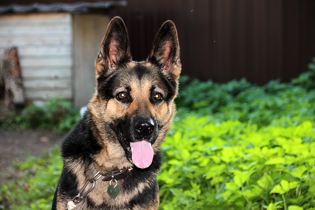 beautiful face GSD staring