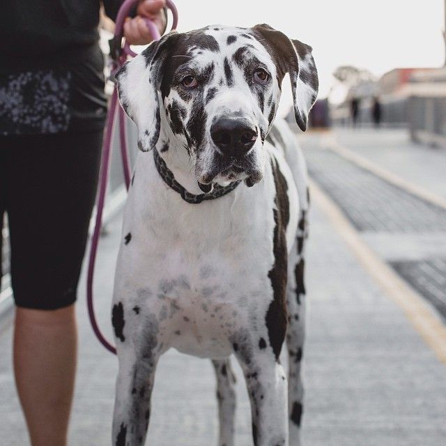 12 Signs You Are A Crazy Great Dane Person 4 beautiful great dane street