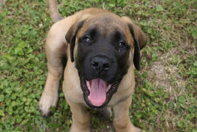 beautiful mastiff puppy pics