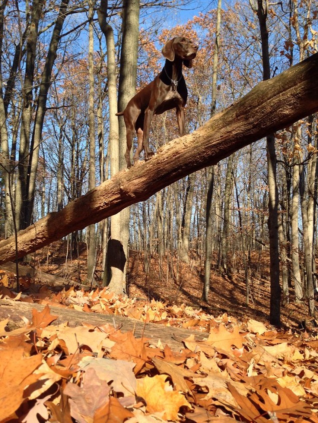 beautiful pointer climbing tree autumn